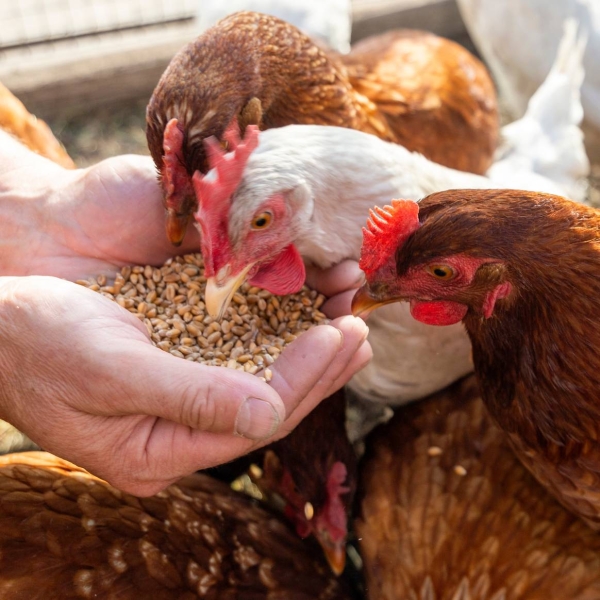 Nos producteurs  - Candide - restaurant FRONTIGNAN-DE-COMMINGES - restaurant a faire FRONTIGNAN-DE-COMMINGES